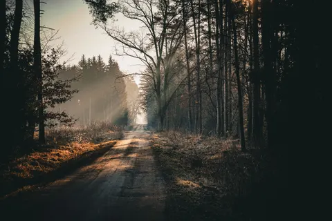 Sfondo Foresta Autunnale 4K · nature · 3840×2560