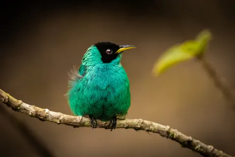 Fond d'écran Oiseau tropical 4K · animals · 3840×2560