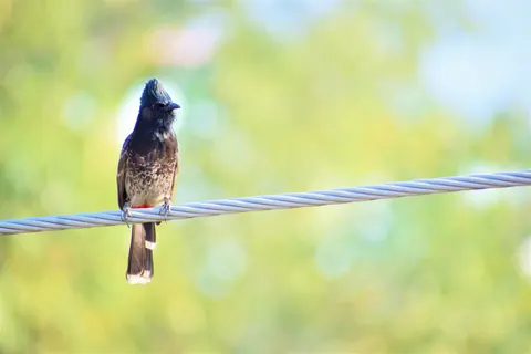 خلفية طائر استوائي بدقة 4K · animals · 3840×2560