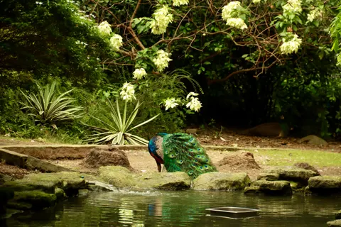 Tropical Bird 4K Wallpaper · animals · 3840×2560