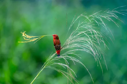 Tropical Bird 4K Wallpaper · animals · 3840×2560