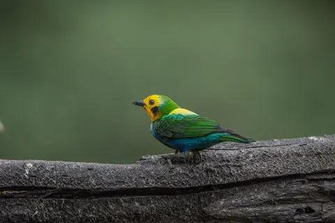 热带鸟 4K壁纸 · animals · 3840×2560