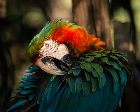 Tropischer Vogel 4K Hintergrundbild · animals · 3840×3072