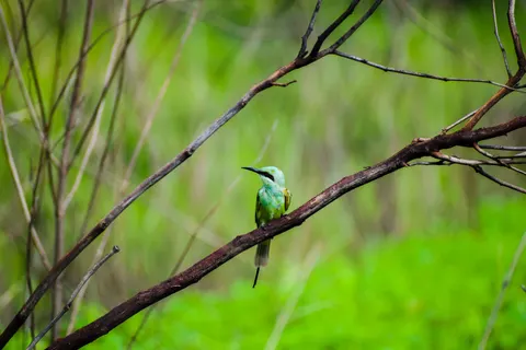 Tropical Bird 4K Wallpaper · animals · 3840×2560