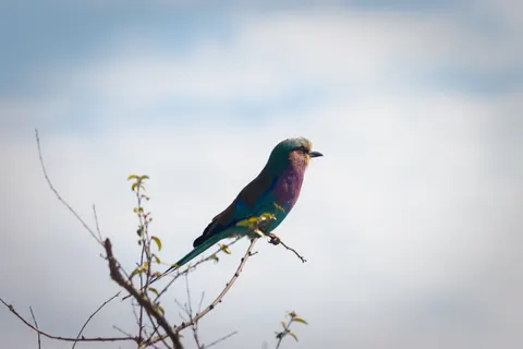 Tropischer Vogel 4K Hintergrundbild · animals · 3840×2560
