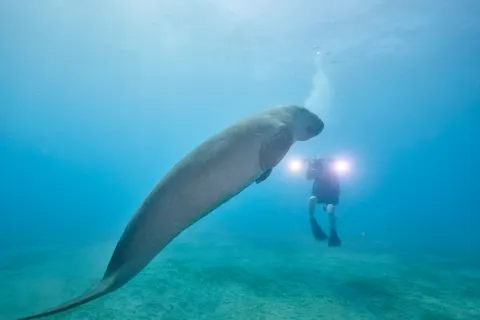 Обои Дайвер 4K · underwater · 3840×2560
