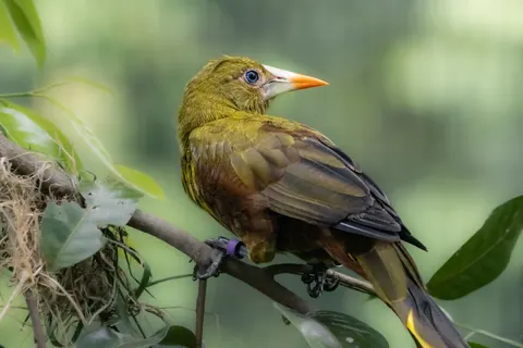 Tropical Bird 4K Wallpaper · animals · 3840×2560