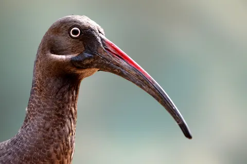 Обои Тропическая птица 4K · animals · 3840×2560