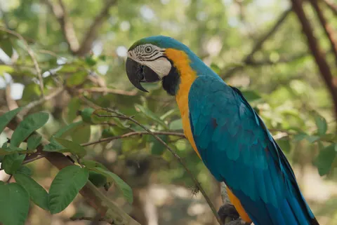 Tropical Bird 4K Wallpaper · animals · 3840×2565