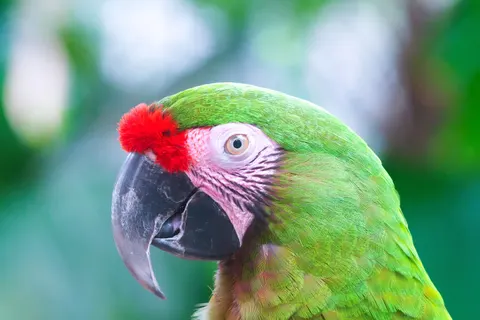 Fondo de pantalla Ave tropical 4K · animals · 3840×2560