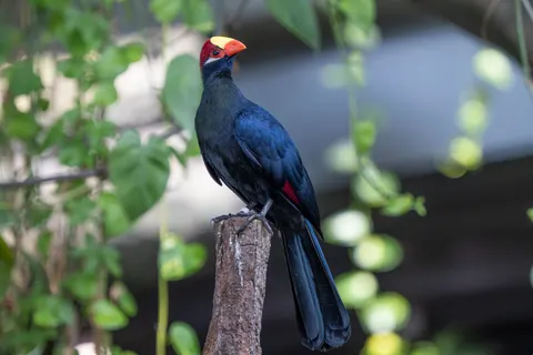 Tropischer Vogel 4K Hintergrundbild · animals · 3840×2560