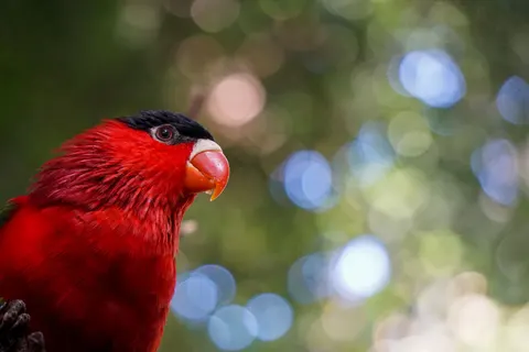 Tropischer Vogel 4K Hintergrundbild · animals · 3840×2560