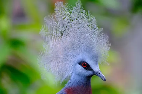 Tropical Bird 4K Wallpaper · animals · 3840×2560