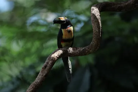 Fond d'écran Oiseau tropical 4K · animals · 3840×2561