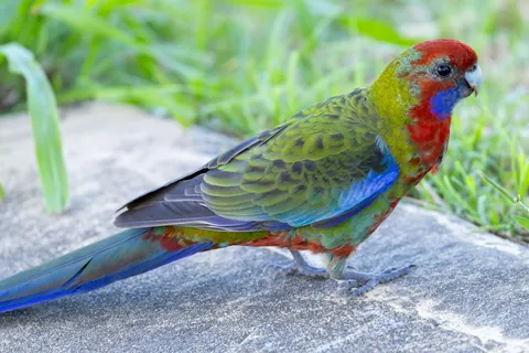 Fond d'écran Oiseau tropical 4K · animals · 3840×2560