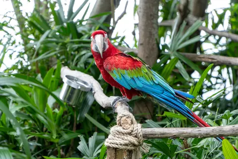 Tropical Bird 4K Wallpaper · animals · 3840×2560
