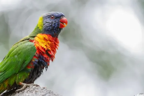 南国の鳥 4K壁紙 · animals · 3840×2560