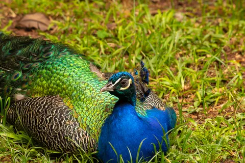 Обои Тропическая птица 4K · animals · 3840×2560