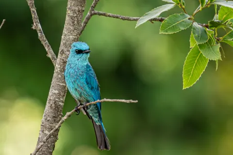 Tropischer Vogel 4K Hintergrundbild · animals · 3840×2563