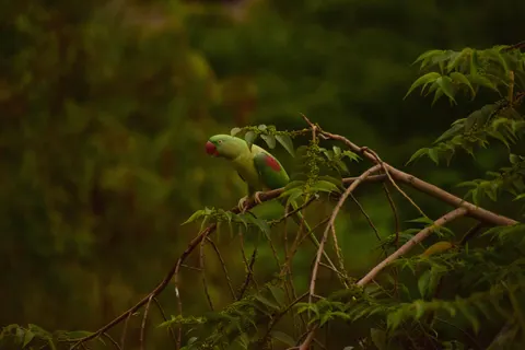 Обои Тропическая птица 4K · animals · 3840×2560