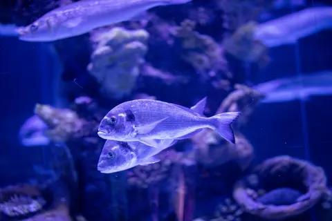 والپیپر صخره مرجانی زیر آب با کیفیت 4K · underwater · 3840×2560