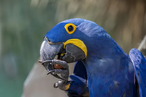 Tropical Bird 4K Wallpaper · animals · 3840×2561