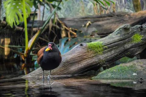 Fond d'écran Oiseau tropical 4K · animals · 3840×2560