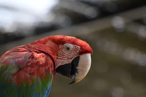 Fond d'écran Oiseau tropical 4K · animals · 3840×2560