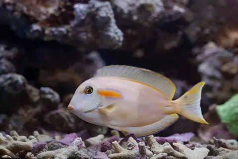 Hình nền Rạn San Hô Dưới Nước 4K · underwater · 3840×2560