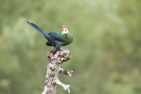 Tropical Bird 4K Wallpaper · animals · 3840×2560