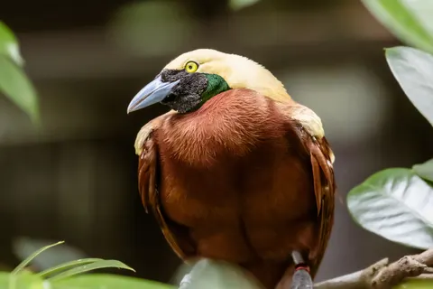 خلفية طائر استوائي بدقة 4K · animals · 3840×2560