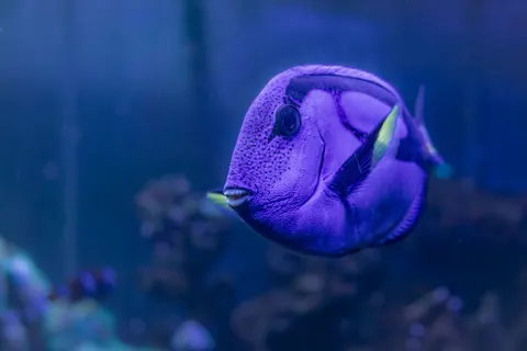 Unterwasserriff 4K Hintergrundbild · underwater · 3840×2560