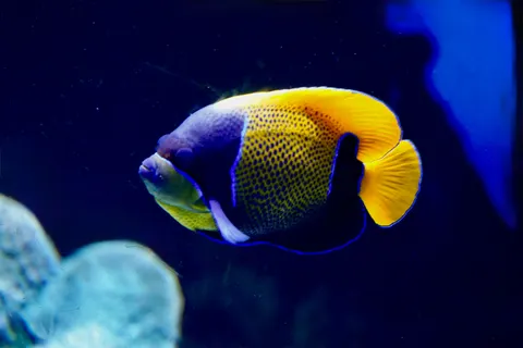 Underwater Reef 4K Wallpaper · underwater · 3840×2560