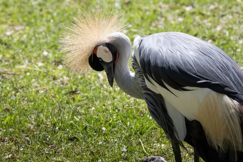 Fond d'écran Oiseau tropical 4K · animals · 3840×2560