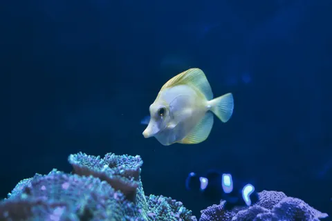 पानी के नीचे की चट्टान 4K वॉलपेपर · underwater · 3840×2560