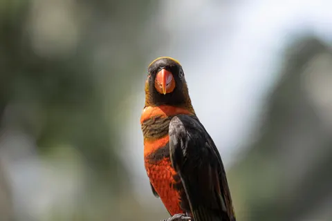 Tropical Bird 4K Wallpaper · animals · 3840×2560