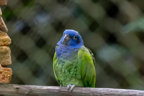 Fond d'écran Oiseau tropical 4K · animals · 3840×2560