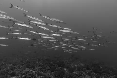Underwater Reef 4K Wallpaper · underwater · 3840×2560