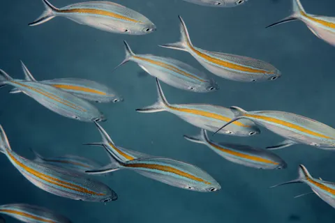 Underwater Reef 4K Wallpaper · underwater · 3840×2561