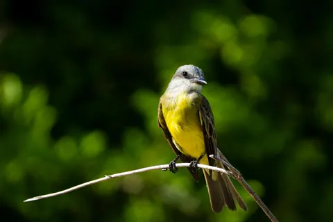 Tropical Bird 4K Wallpaper · animals · 3840×2560