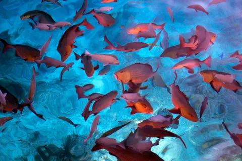 Sualtı Resifi 4K Duvar Kağıdı · underwater · 3840×2560
