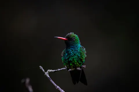 Tropical Bird 4K Wallpaper · animals · 3840×2560