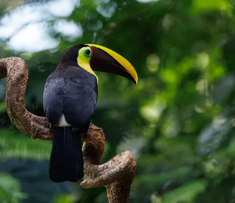 Fond d'écran Oiseau tropical 4K · animals · 3840×3319