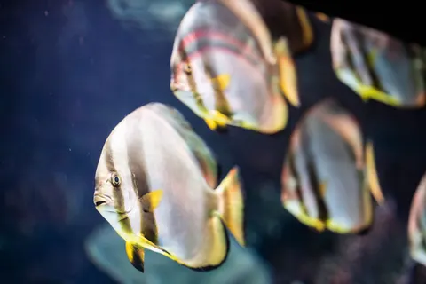 Sfondo Barriera Corallina 4K · underwater · 3840×2560
