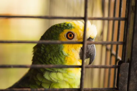 خلفية طائر استوائي بدقة 4K · animals · 3840×2560