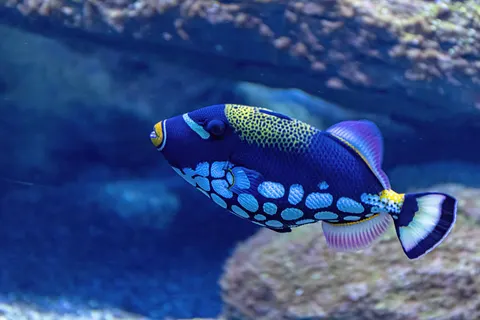 Sfondo Barriera Corallina 4K · underwater · 3840×2560