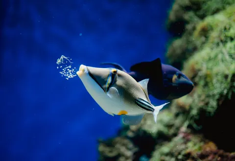 والپیپر صخره مرجانی زیر آب با کیفیت 4K · underwater · 3840×2630