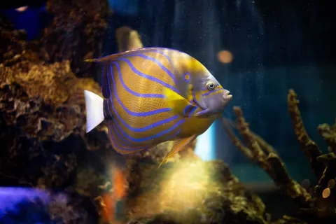 Underwater Reef 4K Wallpaper · underwater · 3840×2560