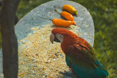 Fond d'écran Oiseau tropical 4K · animals · 3840×2560