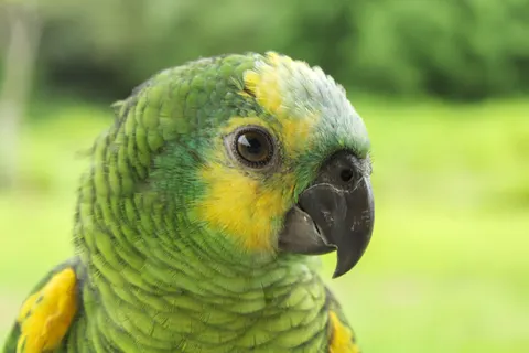 Tropical Bird 4K Wallpaper · animals · 3840×2560